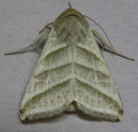 Subflexus Straw Moth