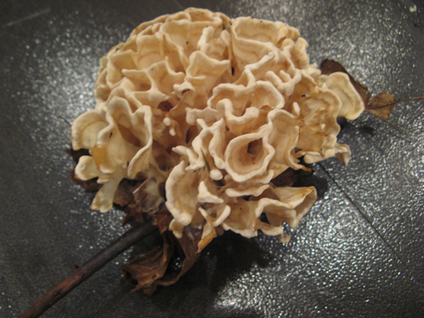 eastern N.A. cauliflower mushroom