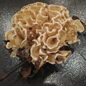 eastern N.A. cauliflower mushroom