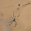 Golden orb-web spiders