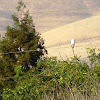 White Tailed Kites
