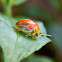 Tortoise beetle