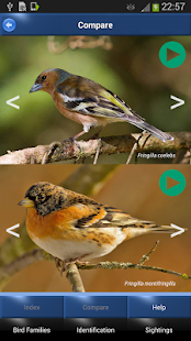Bird Id - British Birds(圖4)-速報App