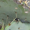 Cactus longhorn beetle