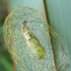 Cyana Moth Cocoon
