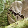 Bullet ant