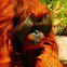 Bornean orangutan