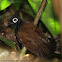 Bare-eyed Antbird