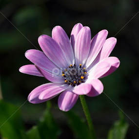 Backyard Beauty  by Dallas Landriault - Flowers Single Flower