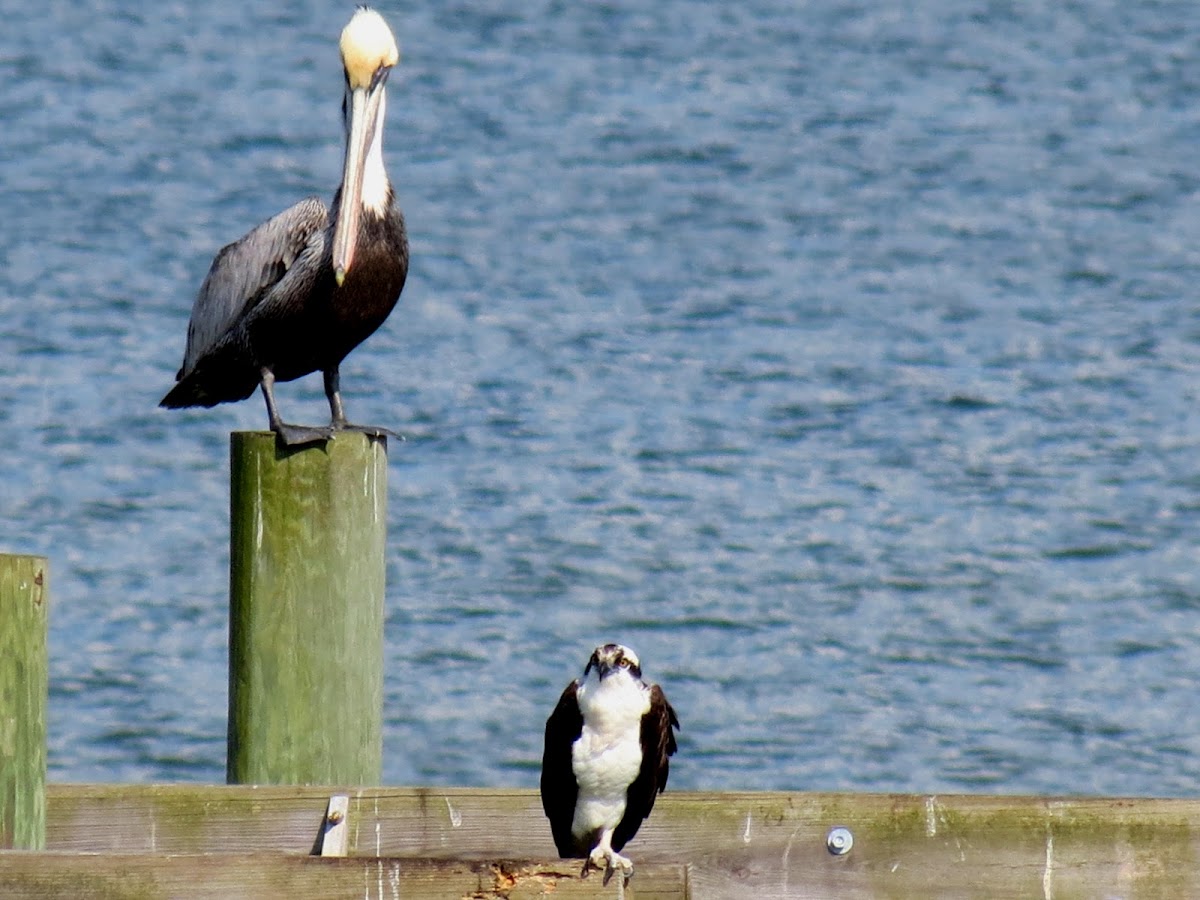 Brown pelican and osprey