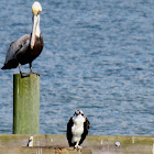 Brown pelican and osprey