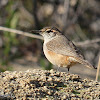 Rock Wren