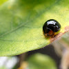 Black ladybird beetle