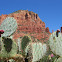 Coastal Prickly Pear, Sprawling Prickly Pear