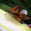 Fiery Skipper