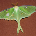Luna moth, with friend