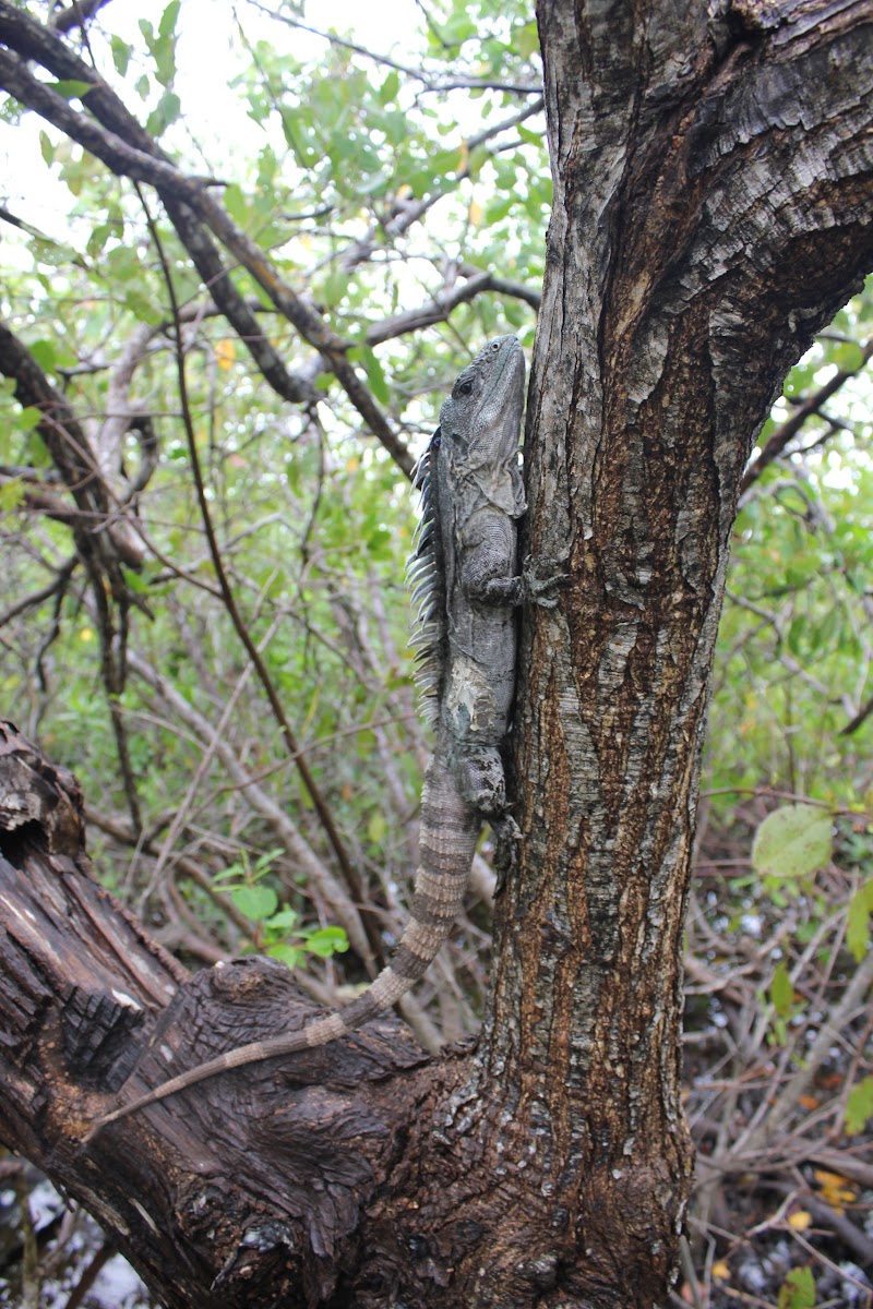 Utila spiny-tailed iguana / swamper