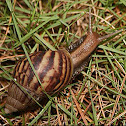 Giant African Snail