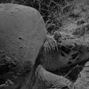 Tortuga de Carey, Hawksbill sea turtle