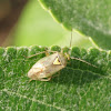 European tarnished plant bug
