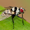 Anthomyia Fly