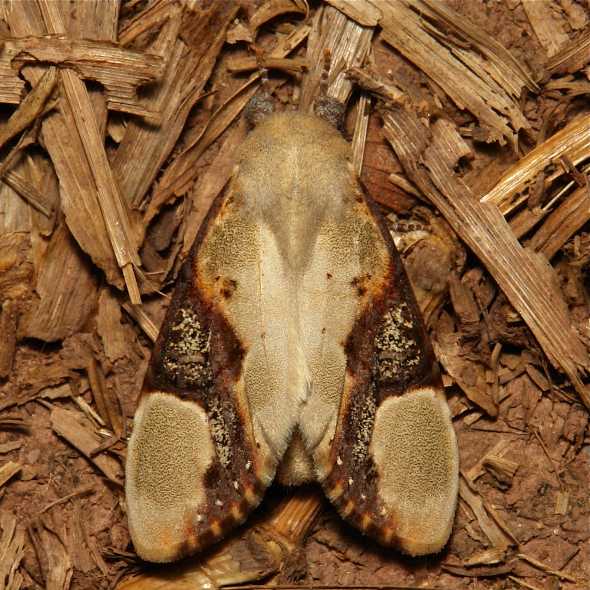 Notodontid Moth