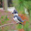 Belted Kingfisher