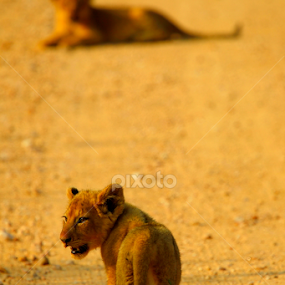 Looking back to the future by Gerhard Strydom - Animals - Cats Kittens