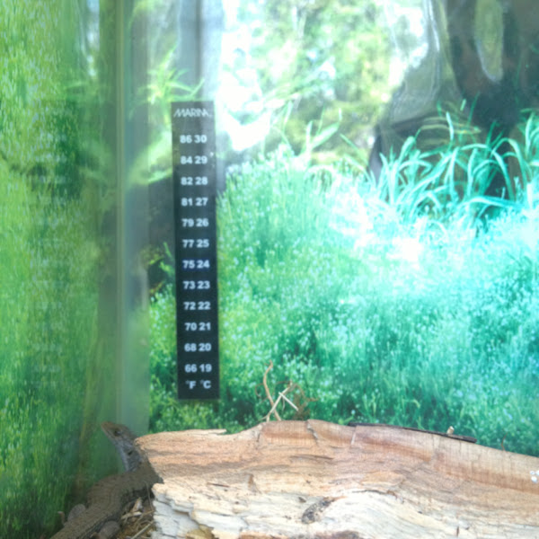 Northern alligator lizard Project Noah