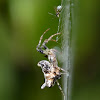 Tent-web spider