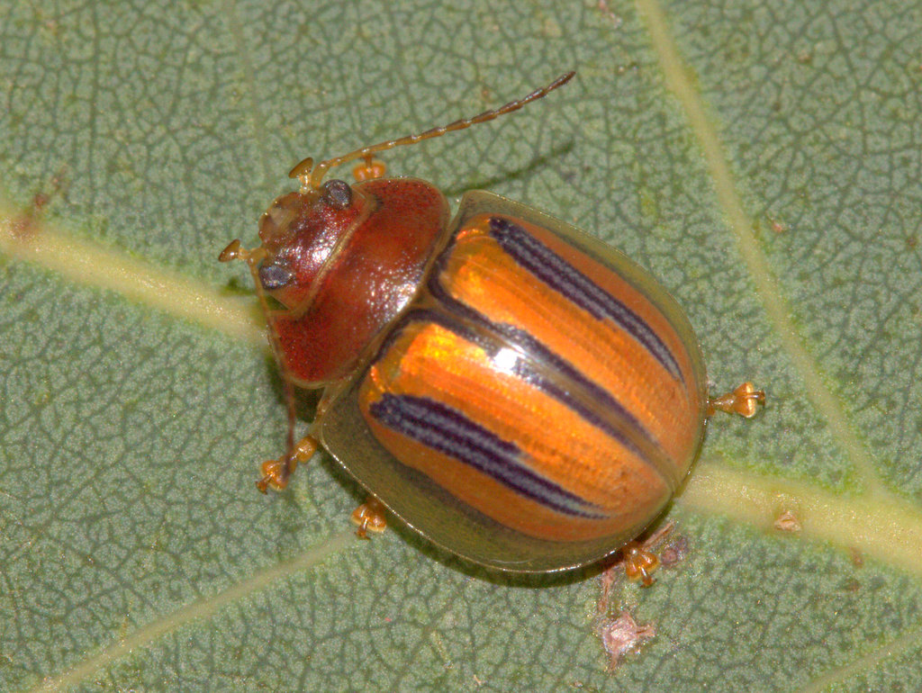 GT stripe beetle