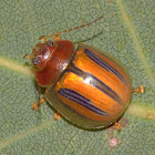 GT stripe beetle