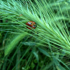 7 Spotted Ladybug