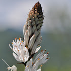 White asphodel