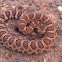 Western Rattlesnake