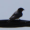 Barn Swallow; Golondrina Común