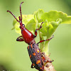 Brentid Weevil