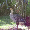 Nēnē or Hawaiian goose
