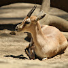 Slender-horned gazelle