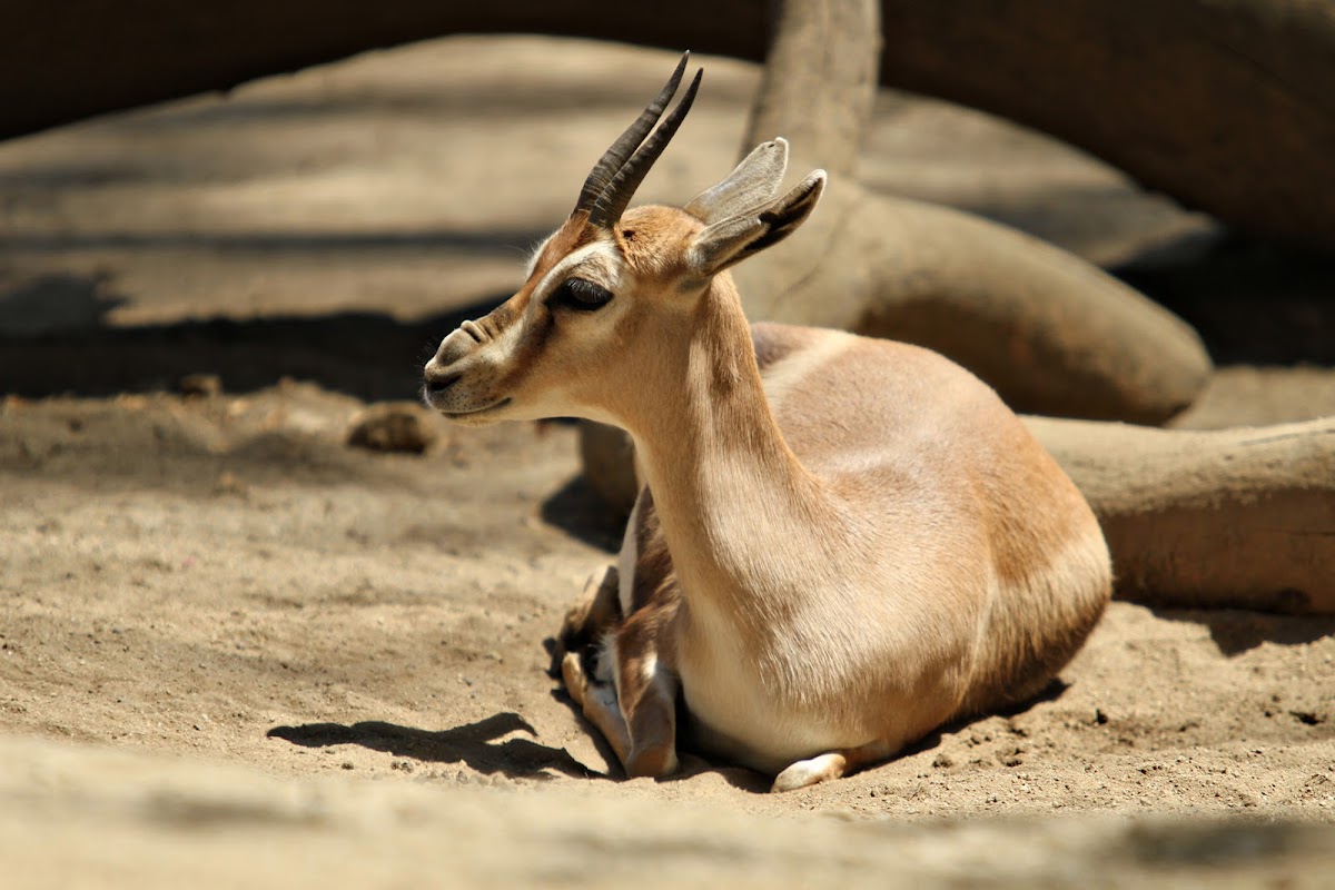 Slender-horned gazelle