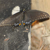 Spicebush Swallow Tail (at night)
