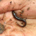 Dusky salamander