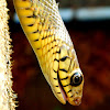 Rat snake (Dhaman)