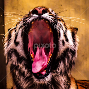 Royal Leisure  by Aritra  Sadhu - Animals Lions, Tigers & Big Cats