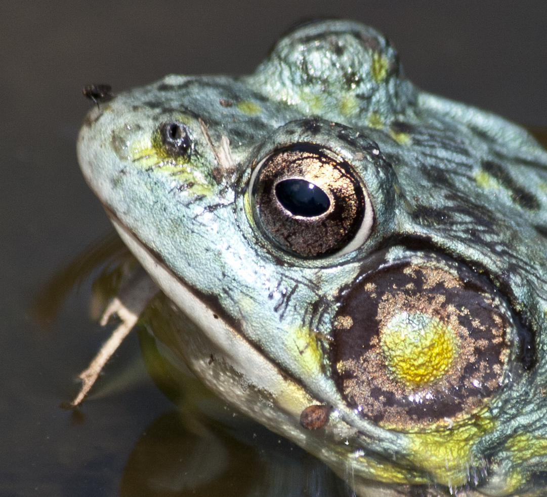 "Blue & Yellow" Northern Green Frog