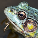 "Blue & Yellow" Northern Green Frog