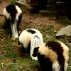 Striped Skunk