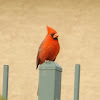 Arizona Northern Cardinal