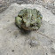 American Toad