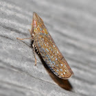 Irrorate Leafhopper